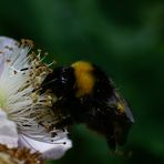 - im Sturzflug in die Blüte-