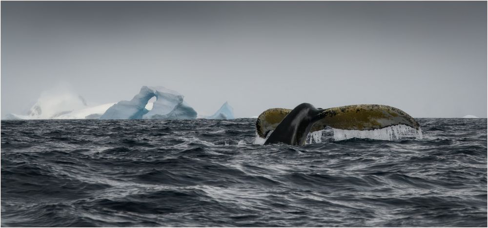 Im südlichen Polarmeer