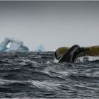 Im südlichen Polarmeer