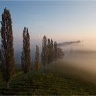 im südsteirischen Weinland