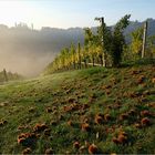 im südsteirischen Weinland 