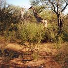 Im südwestlichen Afrika (Namibia 1995) aus dem Sattel fotografiert (c) Hansjörg Henckel, Dresden