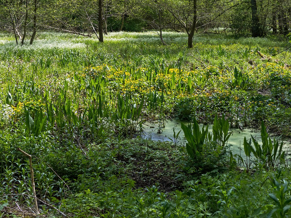 Im Sumpf am Aprather Mühlenteich