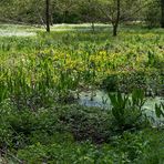 Im Sumpf am Aprather Mühlenteich