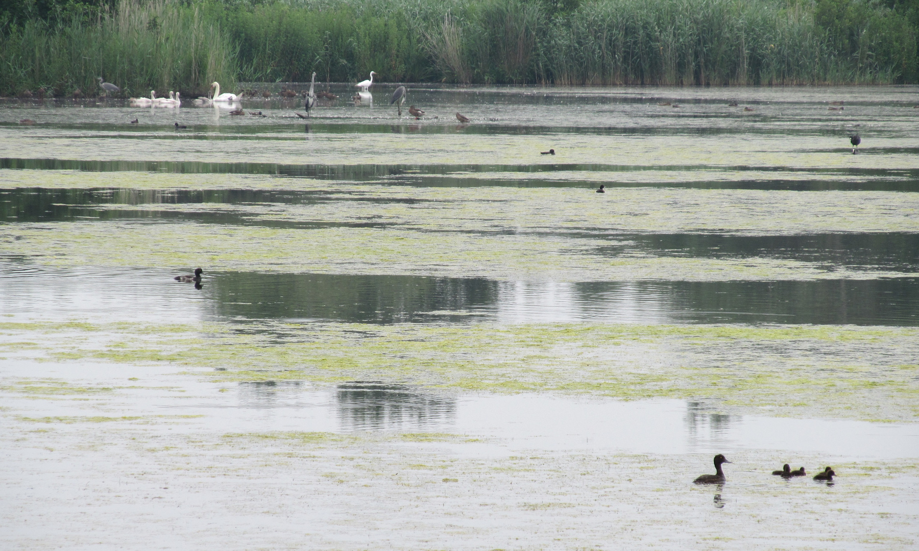 im Sumpfgebiet in Alt - Hemmoor