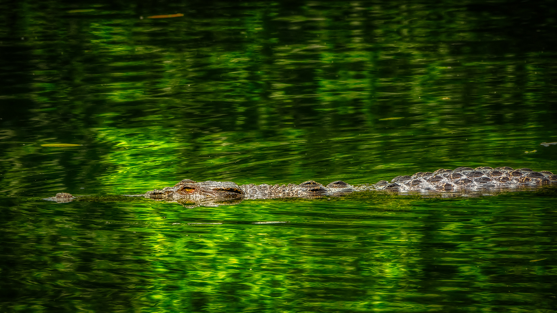 Im Sungei Buloh Wetland Reserve 