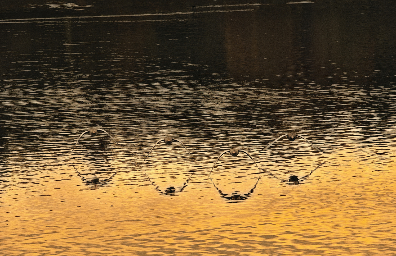 Im Synchronflug gen Süden