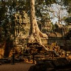 Im Ta Prohm