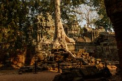 Im Ta Prohm