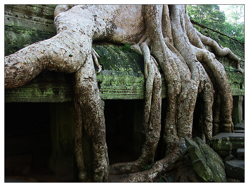 Im Ta Prohm - Siem Reap, Kambodscha