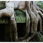 Im Ta Prohm - Siem Reap, Kambodscha