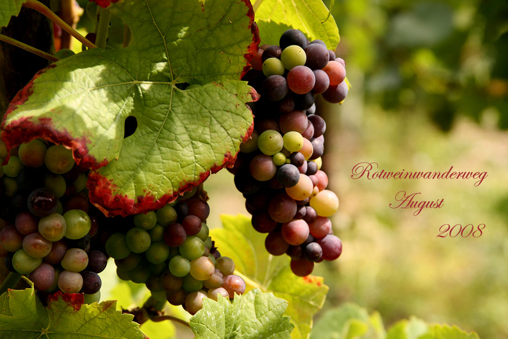 Im Tal der bunten Trauben [reloded] Foto &amp; Bild | deutschland, europe ...