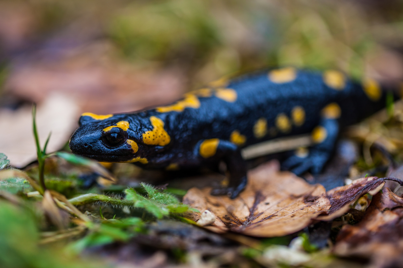 Im Tal der Feuersalamander