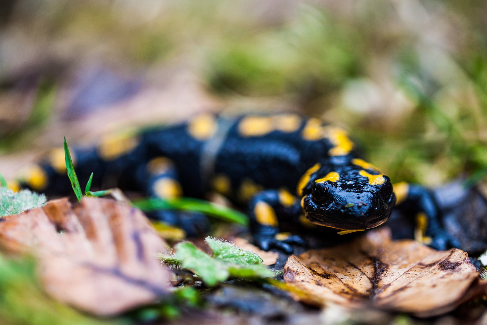 Im Tal der Feuersalamander II