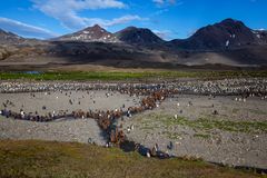 Im Tal der Königspinguine