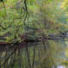 im Tal der Nebel 