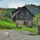 Im Tal der Stressfreien Zone Nr.5