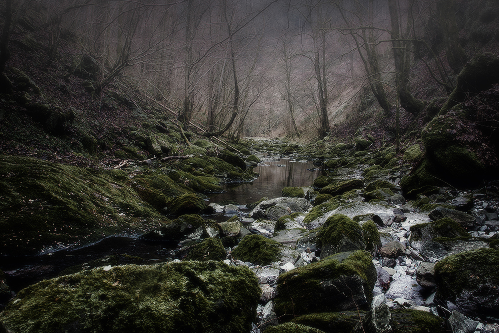 Im Tal der Warche (Ost-Belgien).