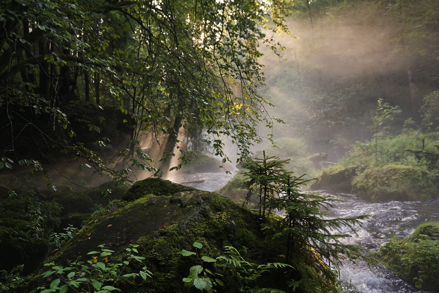 Im Tal der wilden Trieb (1)