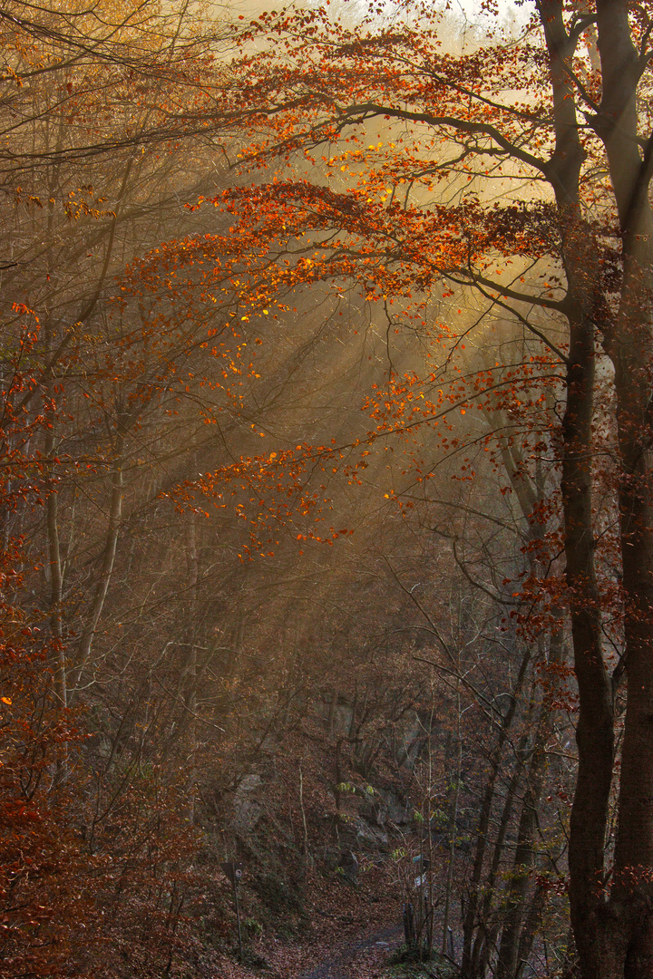 Im Tal der Wupper_2879