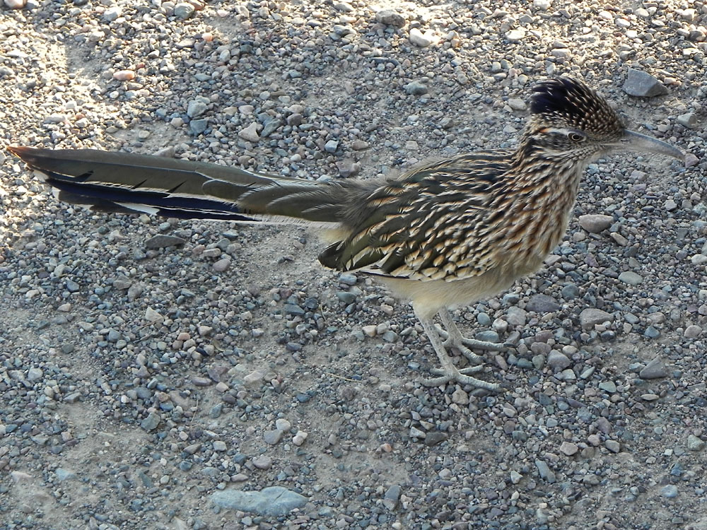 Im Tal des Todes konnte ich diesen Roadrunner (Rennkuckuck) festhalten