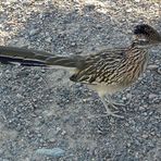 Im Tal des Todes konnte ich diesen Roadrunner (Rennkuckuck) festhalten