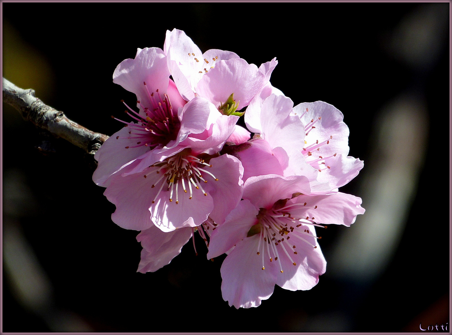 Im Tal ist der Frühling