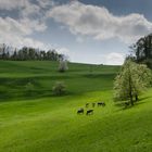 Im Tale grünet Hoffnungsglück