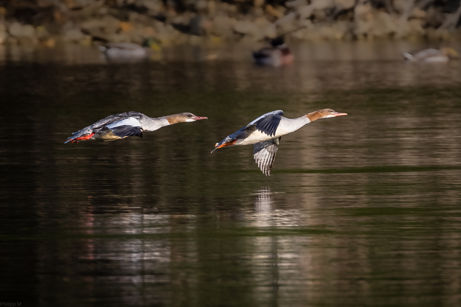 Im Tandem fliegt sich’s leichter…