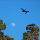 Im Tandem-Flug unterwegs