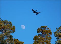 Im Tandem-Flug unterwegs