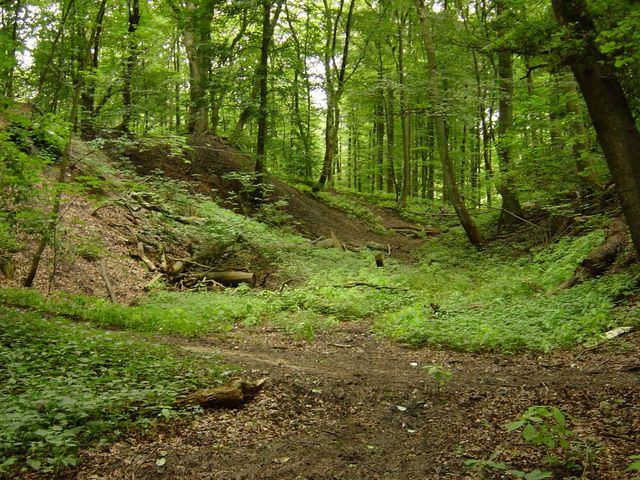 im Tannenberger Wald (schön für Bike X)