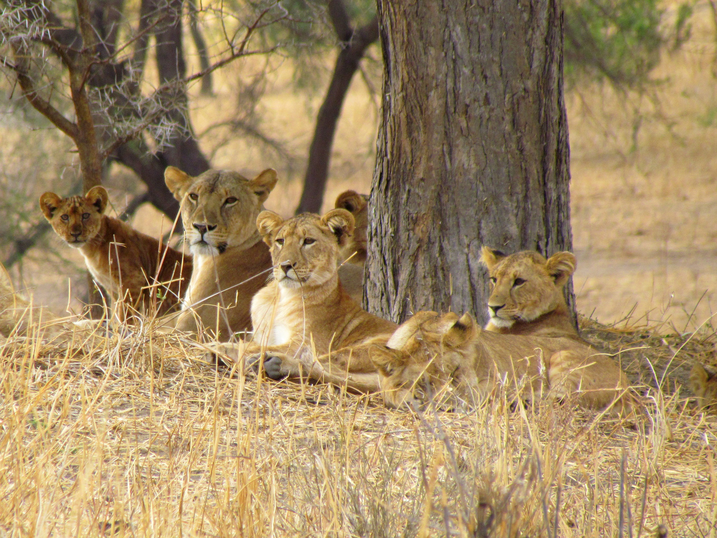 Im Tarangire National Park in Tansania