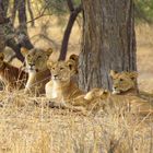 Im Tarangire National Park in Tansania