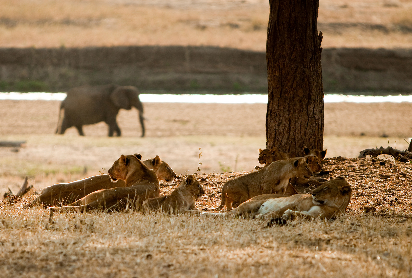 im Tarangire Nationalpark