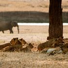 im Tarangire Nationalpark