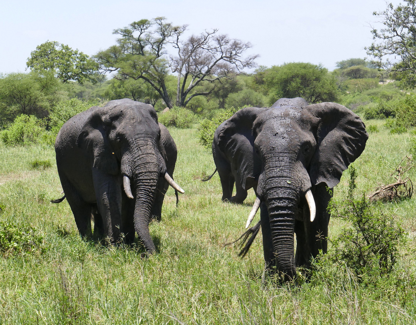 ...im Tarangire Nationalpark...