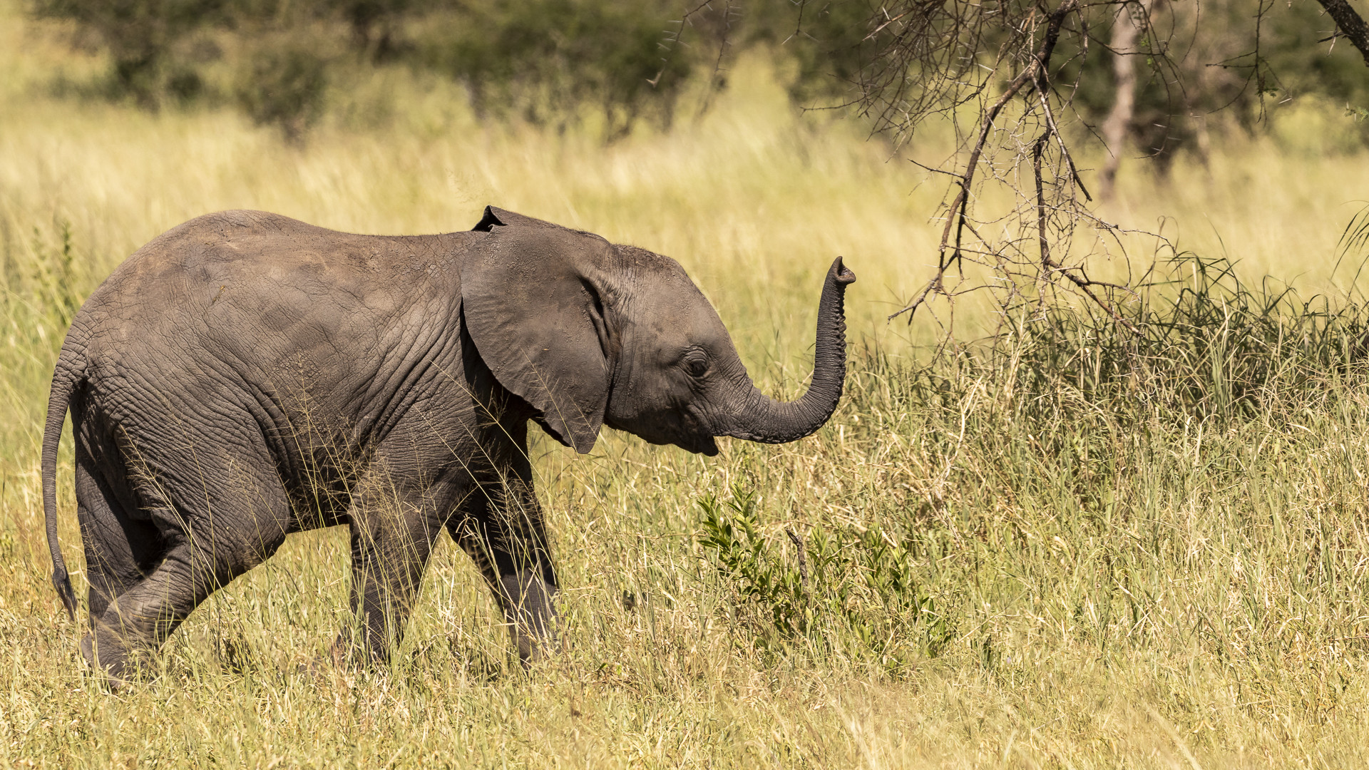 Im Tarangire Nationalpark...