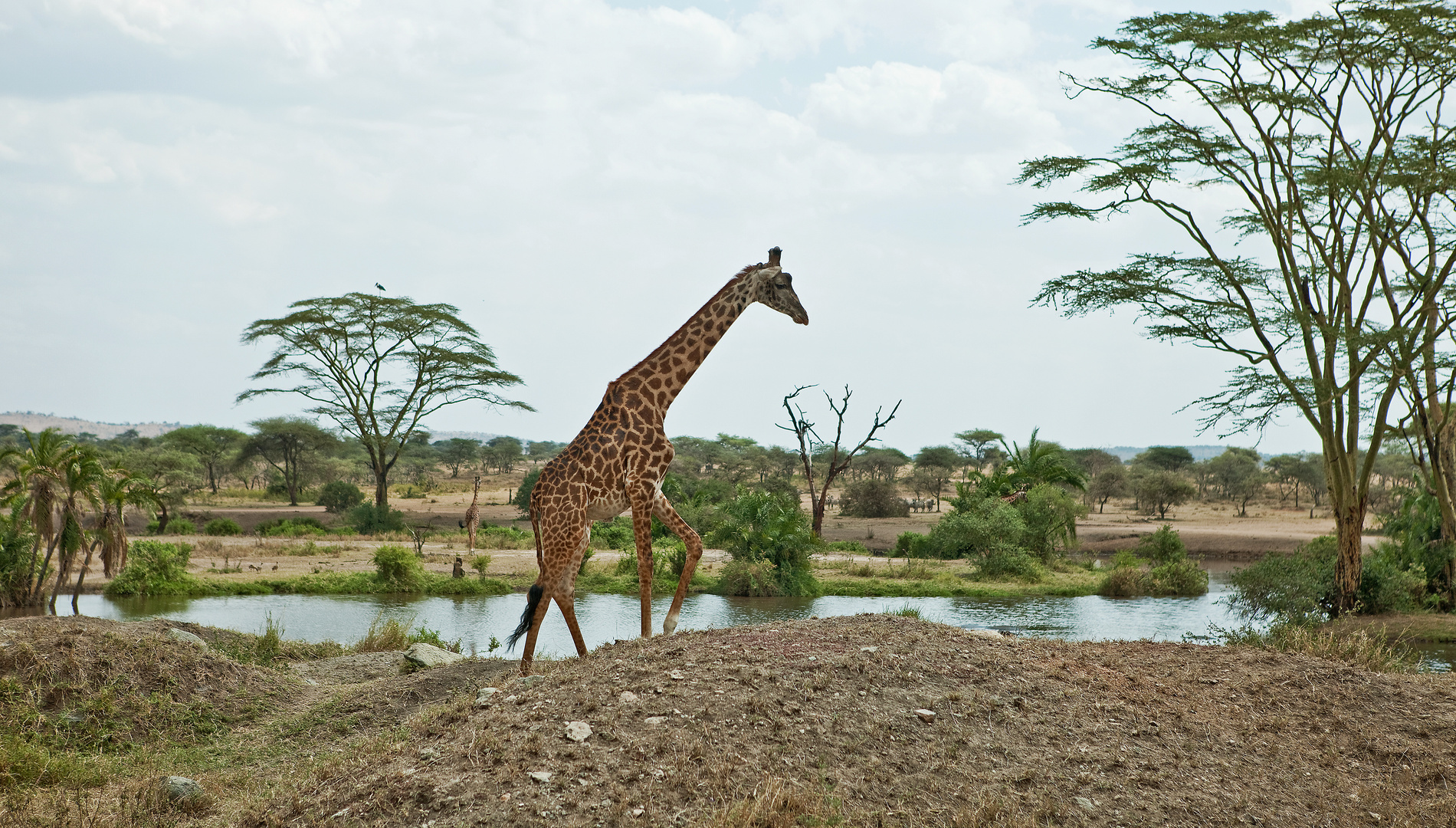 im Tarangire Nationalpark