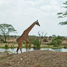 im Tarangire Nationalpark