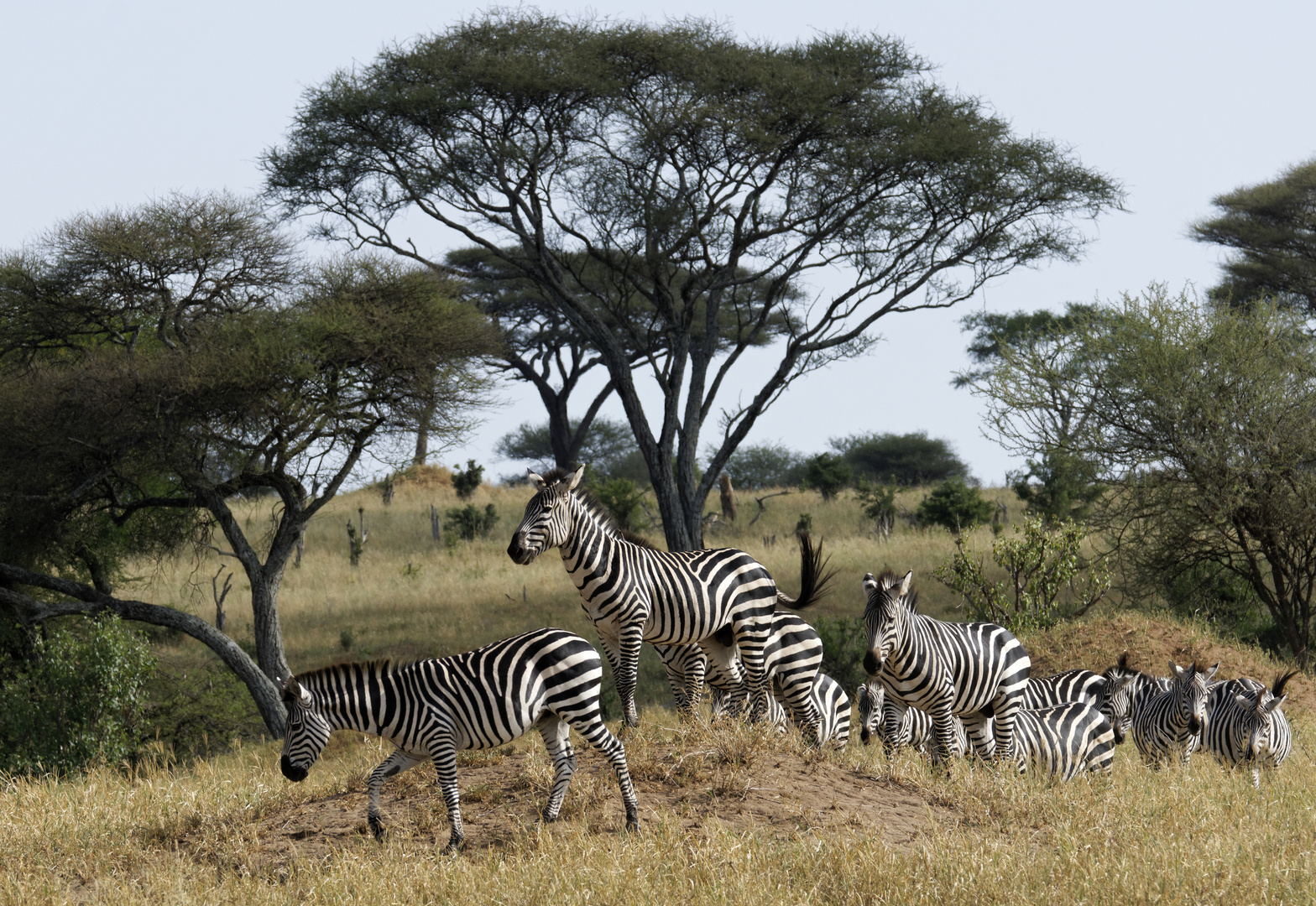 Im Tarangire Nationalpark, Tansania.