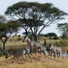 Im Tarangire Nationalpark, Tansania.