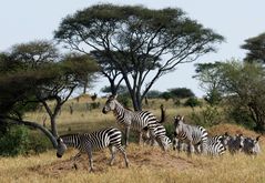 Im Tarangire Nationalpark, Tansania.