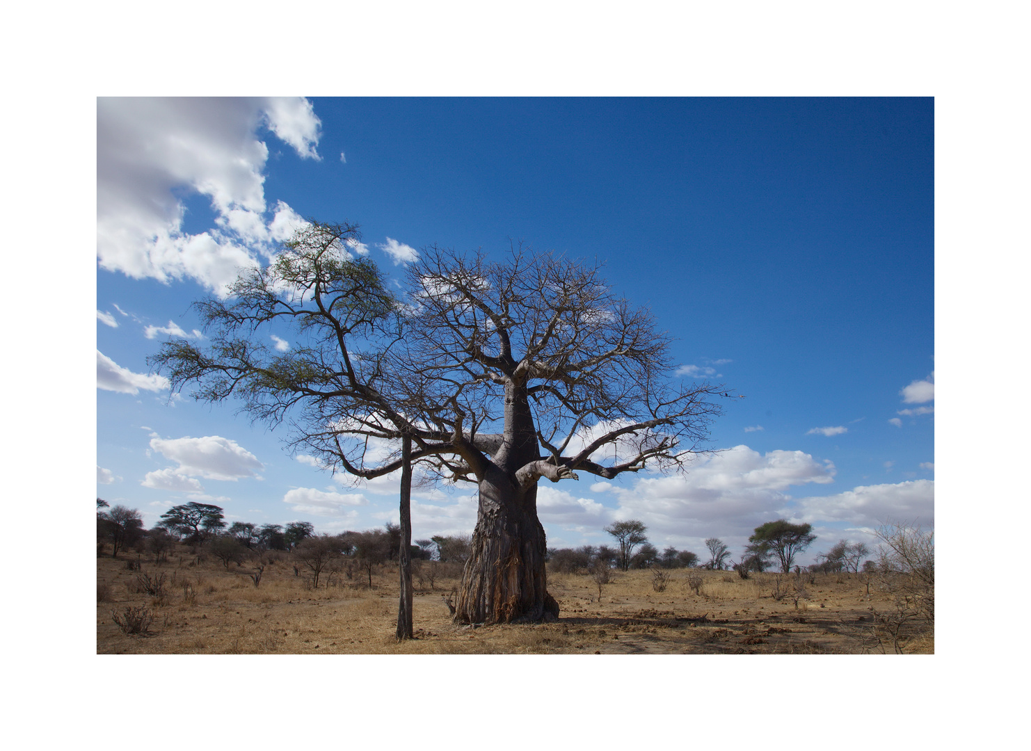 Im Tarangire NP