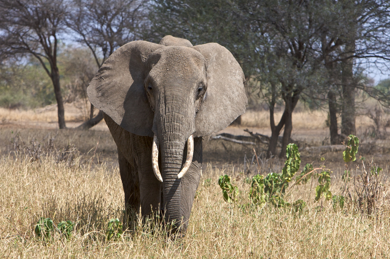 Im Tarangire NP /Tansania