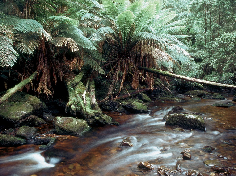 Im tasmanischen Regenwald 2