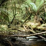 Im tasmanischen Regenwald