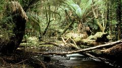 Im tasmanischen Regenwald