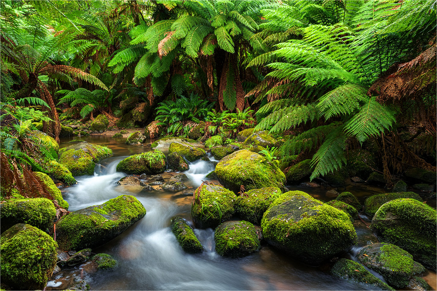 im tasmanischen Regenwald