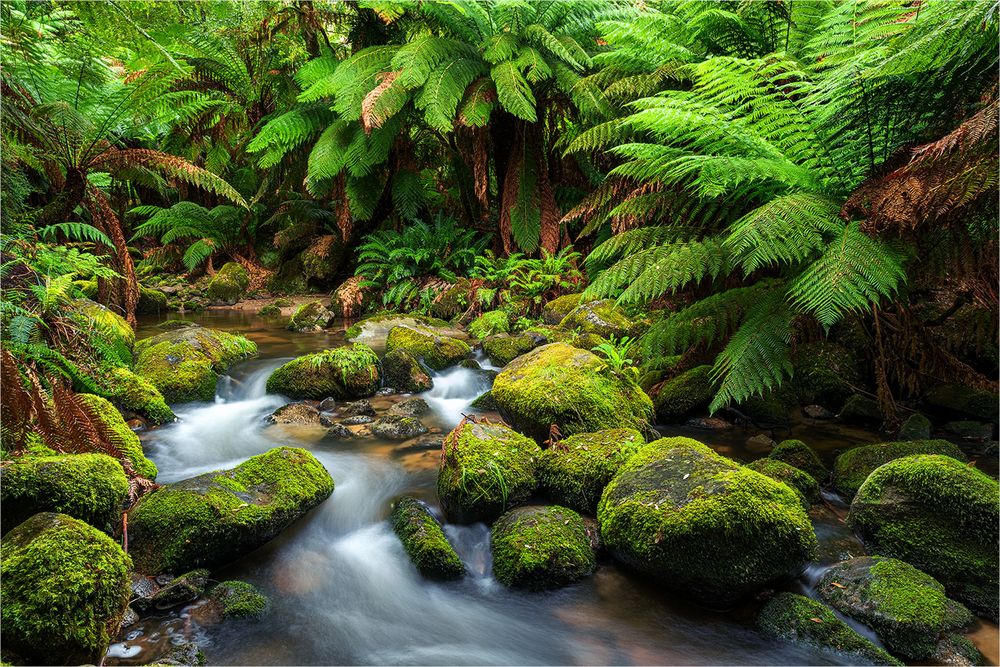 im tasmanischen Regenwald Foto & Bild australia & oceania, australia